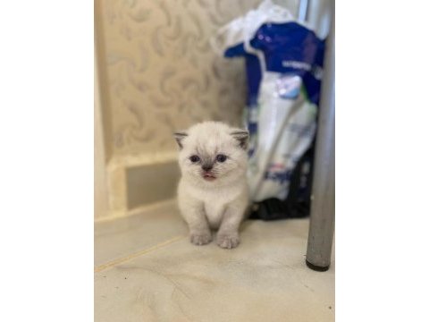 A kalite british shorthair bebekler