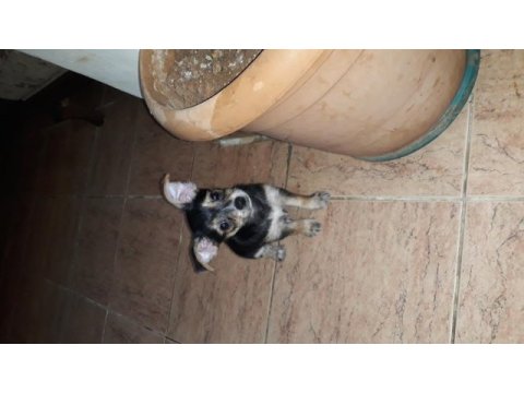 Şivava terrier yavrusu