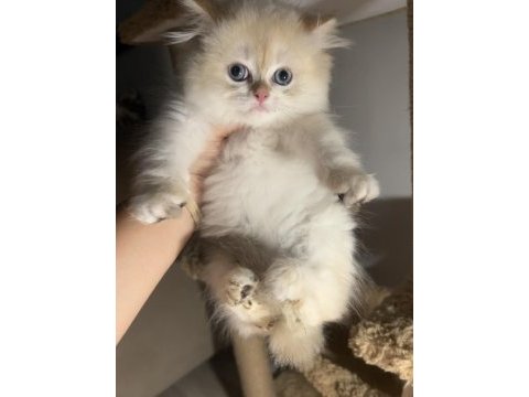 British longhair golden point erkek ny1233