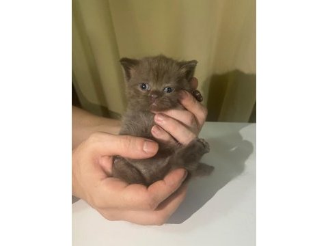 1.5 ay kedimiz kuru mama başladık