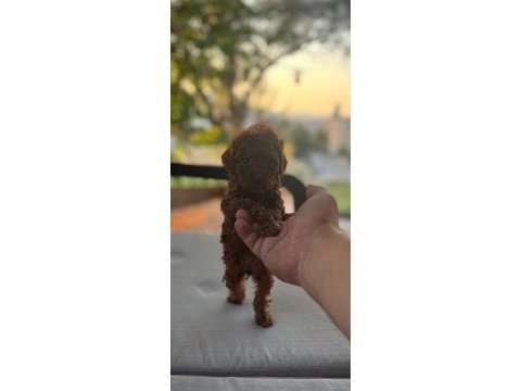Toy poodle kore teacup hepsi mevcuttur