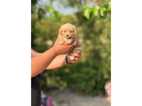 Premıum malıtpoo bebekler 