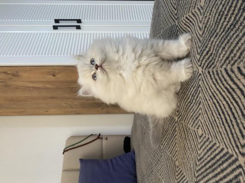Beyaz british longhair