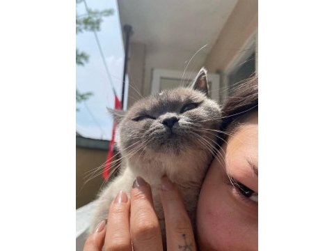 Ücretsiz sahiplendirme british shorthair kedimiz