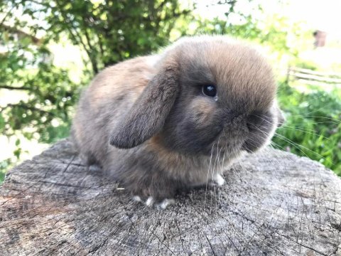 Orjinal mini lop tavşan