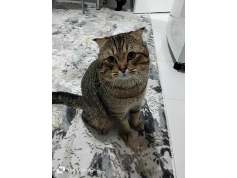 Scottish fold kedimizi sahiplendirmek istiyoruz