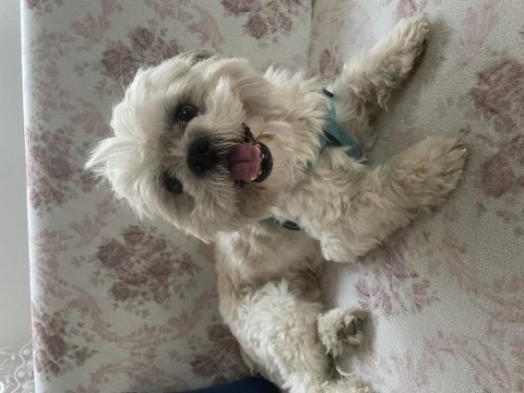 Ona iyi bakacak biri shih tzu