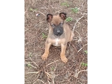 Orijinal malinois köpeği