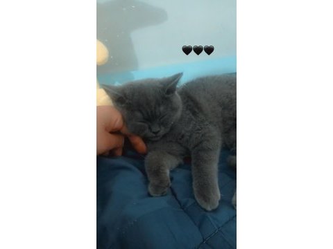 Akıllı ve uygun british shorthair
