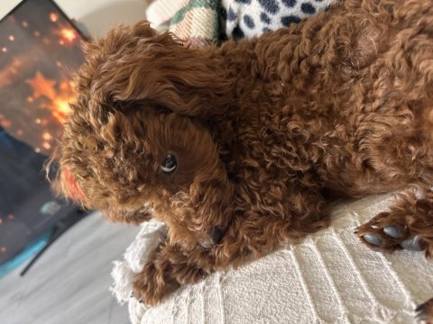 6 aylık poodle çipli tüm aşıları tam pasaportlu poodle