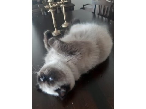 9 aylık erkek exotic shorthair
