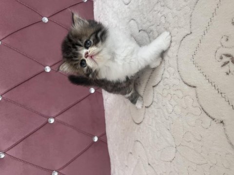 Kendi kedimizin yavrusu