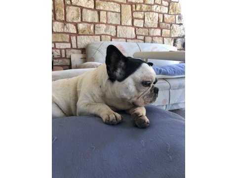 Ücretsiz sahiplendirme french bulldog