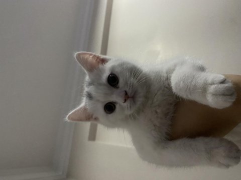 Beyaz british shorthair