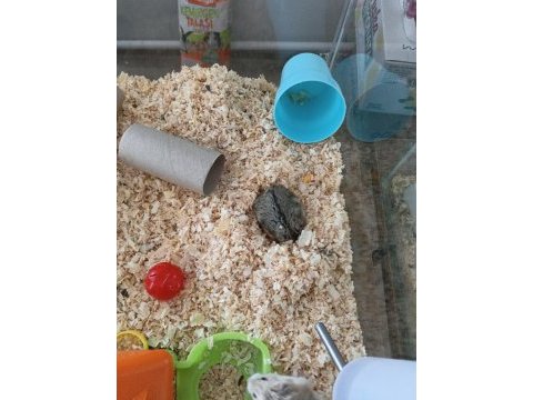 Gonzales hamsterlar