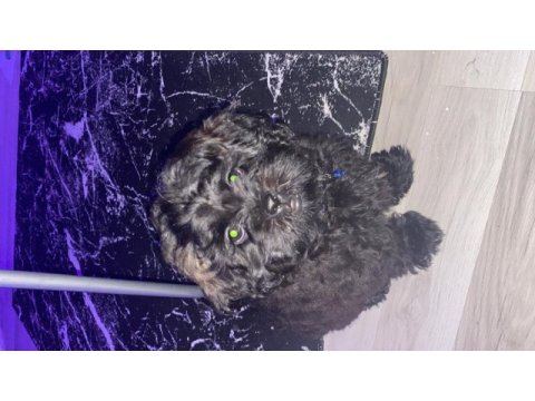 Uygun 3,5 aylık maltipoo