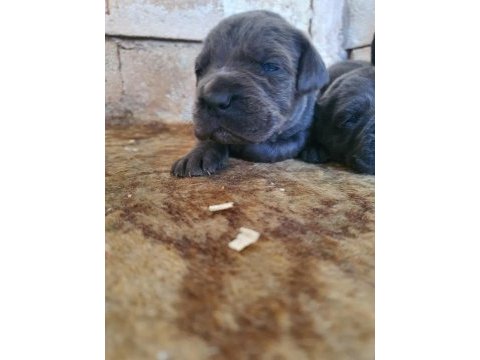 Blue cane corso yavrularımız