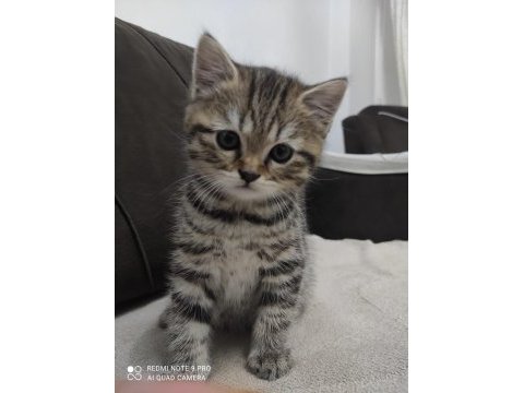 Yavrularım yeni yuvalarını arıyor british shorthair