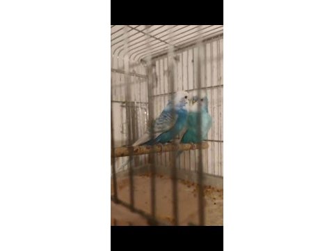 Jumbo takım muhabbet kuşu