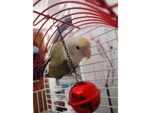 1 yaşında dişi cennet papağanı
