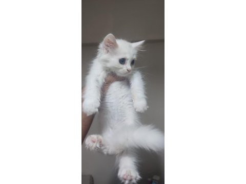 British shorthair minnoşlar