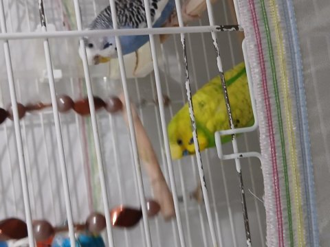 Kafes ile birlikte dişi erkek eş olarak verilecek kuşumuz