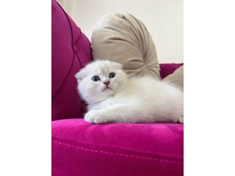 Safkan scottish fold yavrumuz