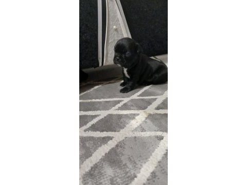 Mükemmel french bulldog yavrularımız