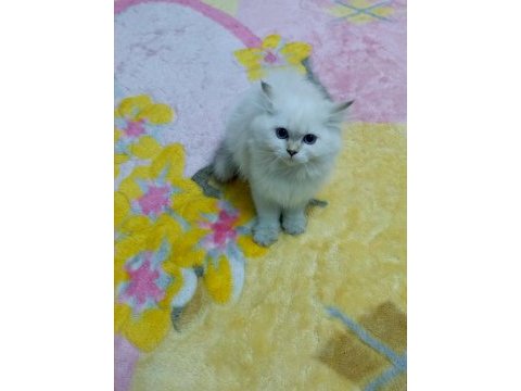 Safkan minik kediler