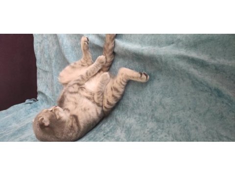 Tatlı bir scottish fold