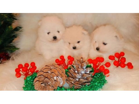 Pomeranian kartopları yeni yuvalarına şans getirmeye hazır