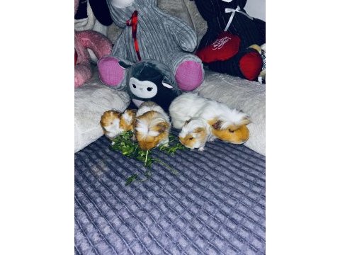 Ginepig yavruları