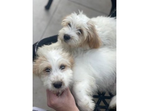 Terrier güzel yavrularımız