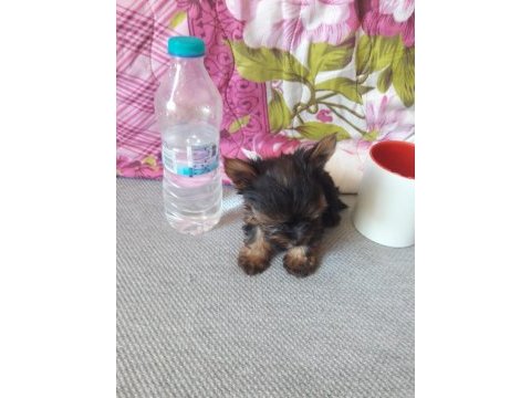 Mikro teacup yorkshire terrier