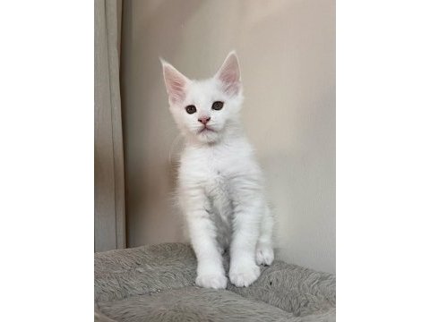Saf kan şecereli beyaz aslanlar maine coon yavruları
