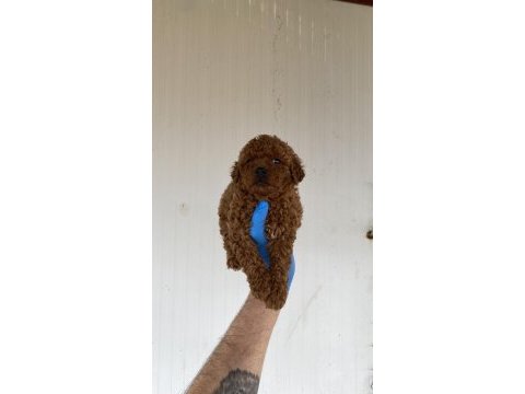 Red brown şecereli toy poodle yavrular