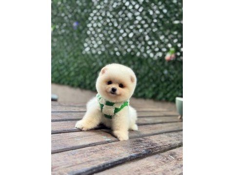 Dünya tatlısı pomeranian boo