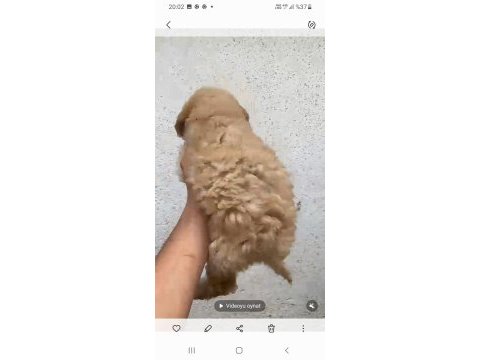 Çok güzel dişi erkek maltipoo yavrular