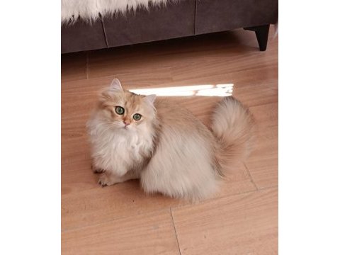 British longhair lilak golden erkek sevimli cana yakın