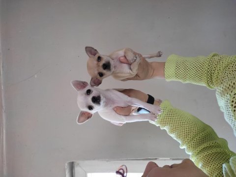 Erkek ve dişi teacup şivava yavrular