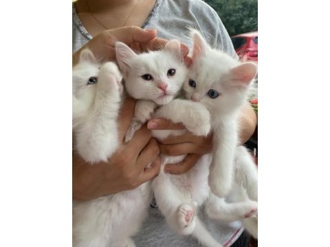 Birbirinden sevecen 3 tane van kedisi