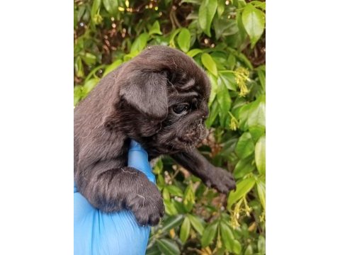 A kaliteli ırk ve sağlık garantili pug mops bebekler