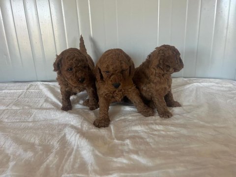 Erkek dişi toy poodle yavrular