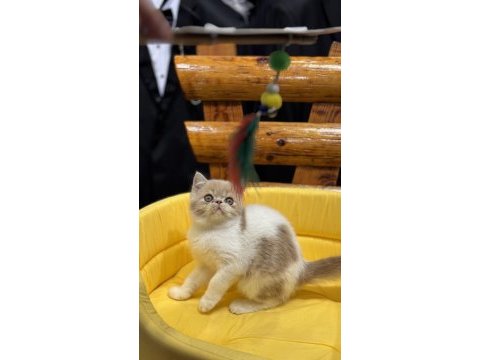 Exotic shorthair yavrularımız