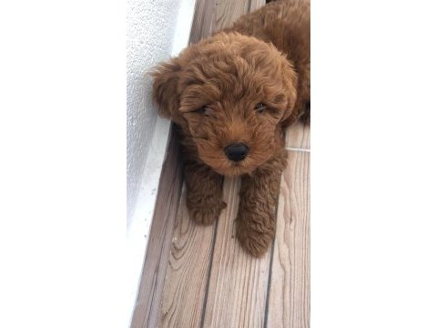 Red toy poodle bebeğimiz hazır