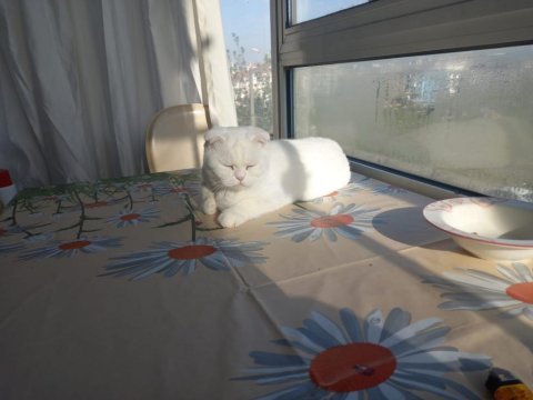 7 aylık scottish fold kırık kulak