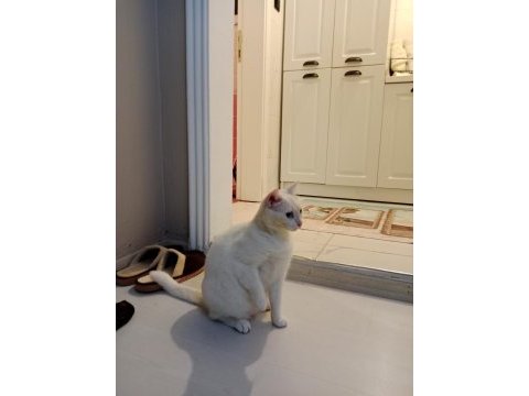 4 yaşında dişi van kedisi