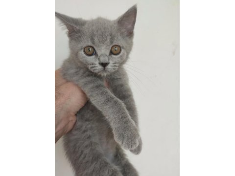 Safkan üretim british shorthair