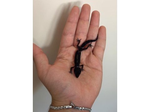 Black night leopard gecko