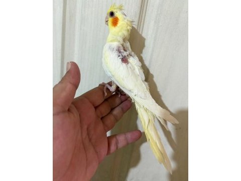 51 günlük lutino sultan bebek